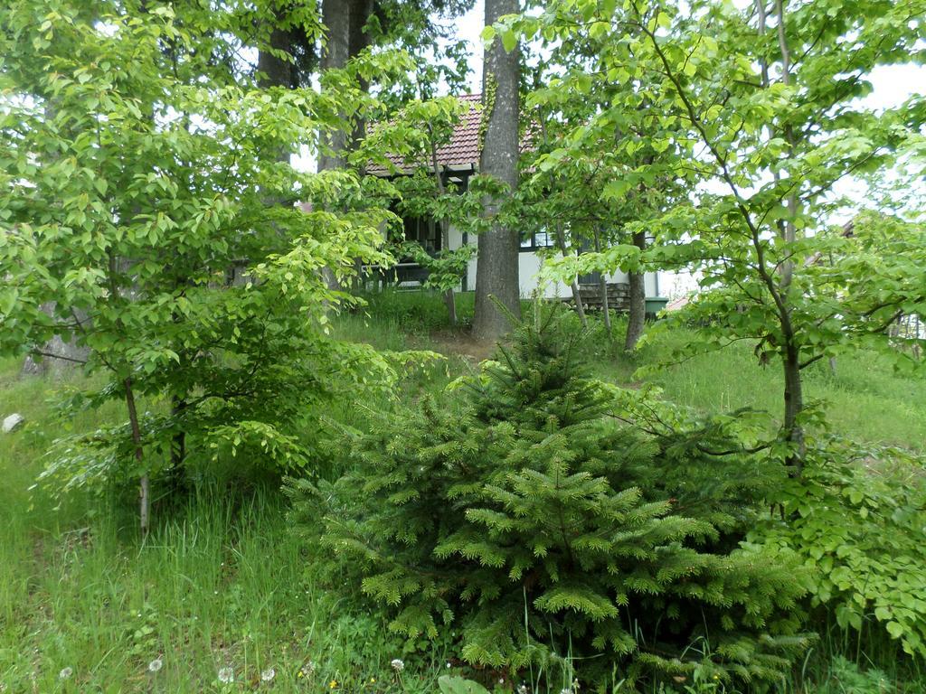 Casa Gabriela Villa Sinaia Eksteriør bilde